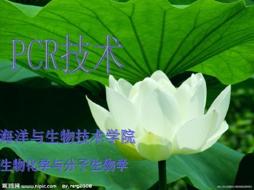 三种PCR技术