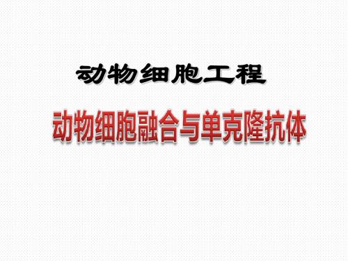2.2.2 动物细胞融合与单克隆抗体 说课课件