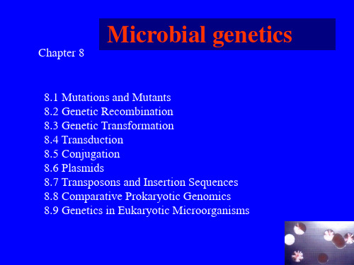 微生物学 双语教学Chapter 8 Microbial genetics