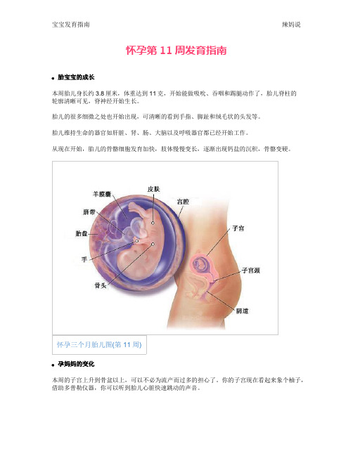 怀孕第11周发育指南