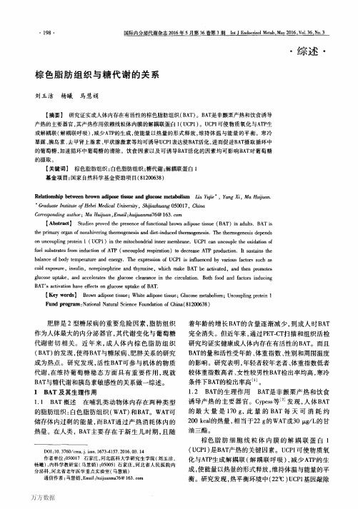 棕色脂肪组织与糖代谢的关系论文