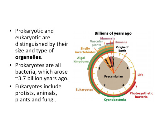 细胞生物学课件英文版-不同的细胞总类