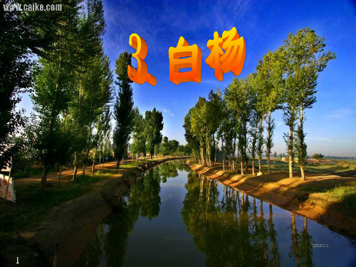 语文五年级下人教新课标1.3《白杨》课件