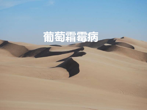 葡萄霜霉病 课件
