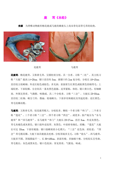 鹿茸食用方法