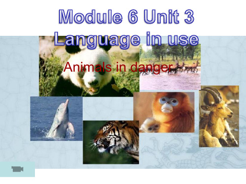 外研版八上册Module6Unit3教学课件
