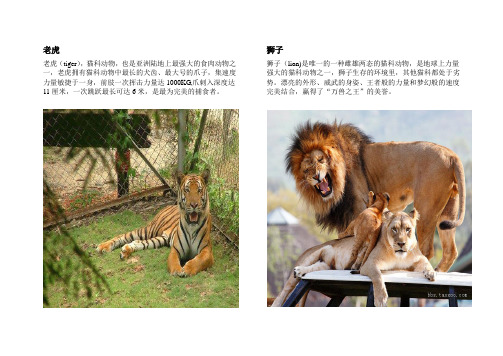 自编动物介绍+图片