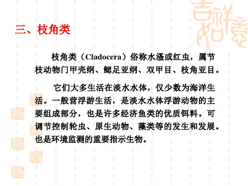 枝角类3
