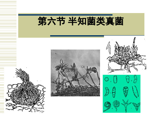 2第二章 真菌(半知菌)