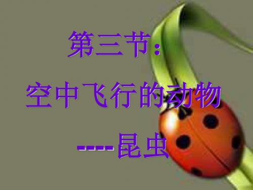 八年级生物空中飞行的动物5