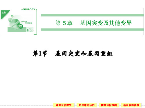 (新课标人教版)生物必修二：5-1基因突变和基因重组