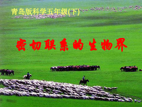 (精选)六年级科学上册密切联系的生物界ppt课件13青岛版