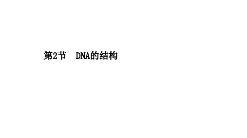 (新教材)2020-2021学年高中人教版生物必修第二册课件：3.2 DNA的结构