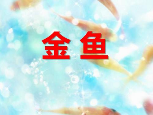 科学三年级上册《金鱼》PPT教学课件
