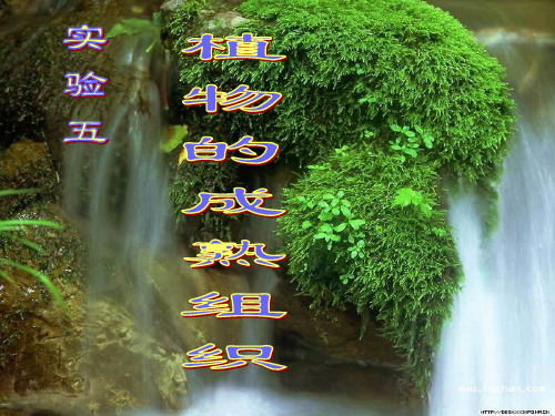 实验五植物的成熟组织