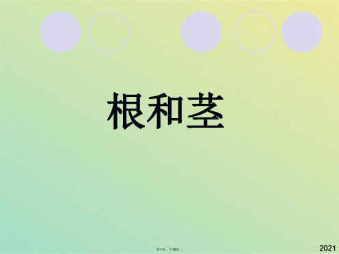 苏教版小学科学三年级下册根和茎(共19张PPT)