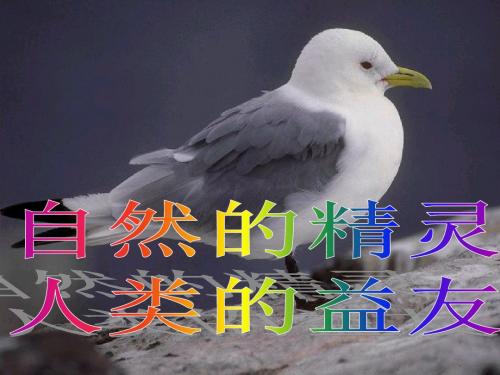 苏教版八下鸟专题