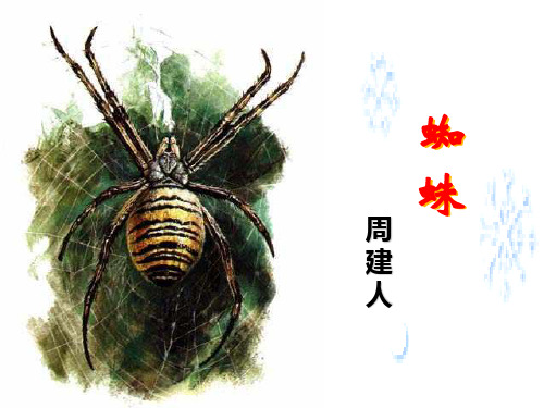 《蜘蛛》教学课件(共15张ppt)