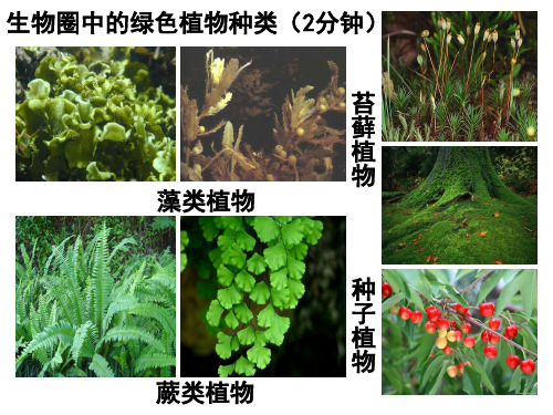 3.1.1藻类、苔藓和蕨类植物(yli)(1)