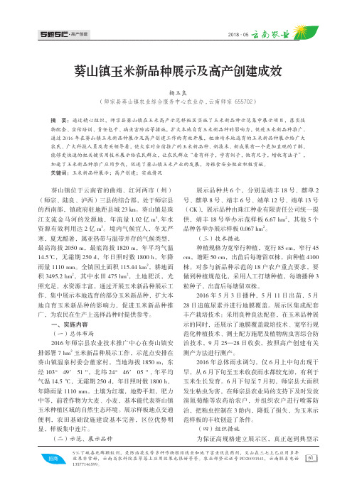 葵山镇玉米新品种展示及高产创建成效