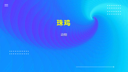 珠鸡    