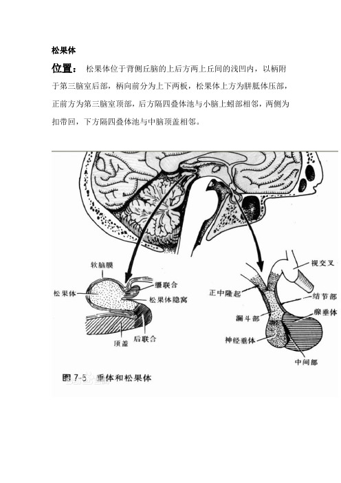 松果体