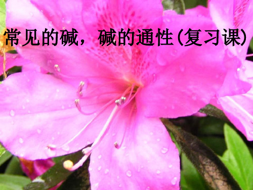 粤教版化学九年《常见的碱》ppt课件