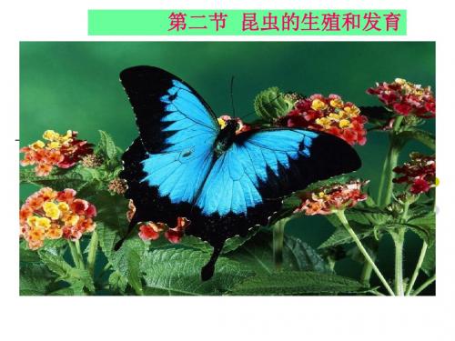 人教版八下第七单元第一章第二节昆虫的生殖和发育(共42张PPT)