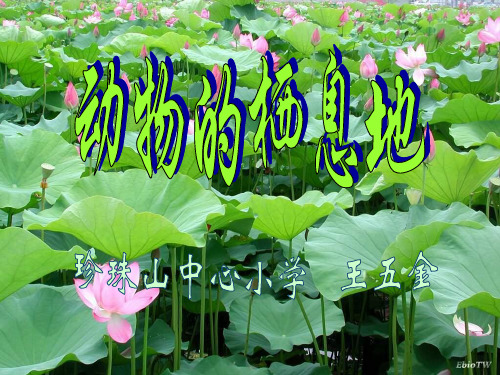 动物的栖息地.
