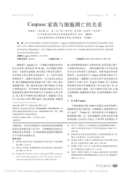 Caspase家族与细胞凋亡的关系_赵瑞杰