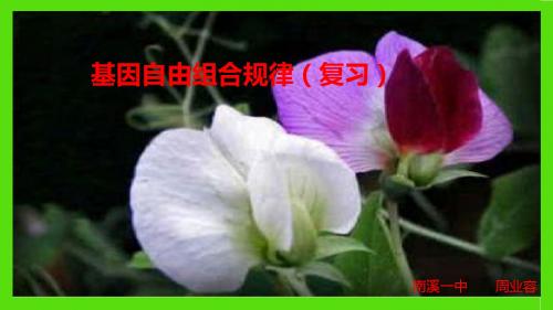 自由组合一轮复习(精品课件).ppt