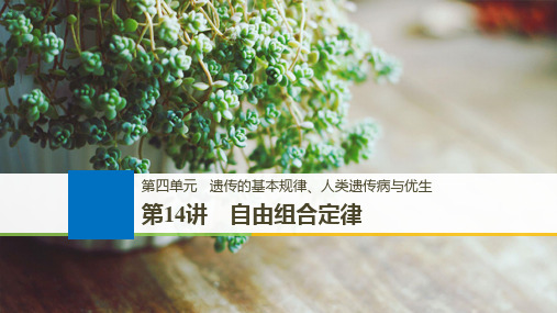 版大一轮高三一轮复习系列选考总复习(浙江专版)生物课件：第四单元 遗传的基本规律 第14讲
