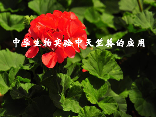 中学生物实验中天竺葵的应用