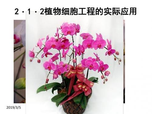 2.2 植物细胞工程的实际应用