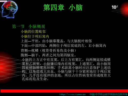 4神经解剖学 小脑.ppt新