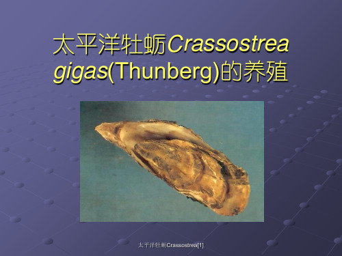 太平洋牡蛎Crassostrea[1]