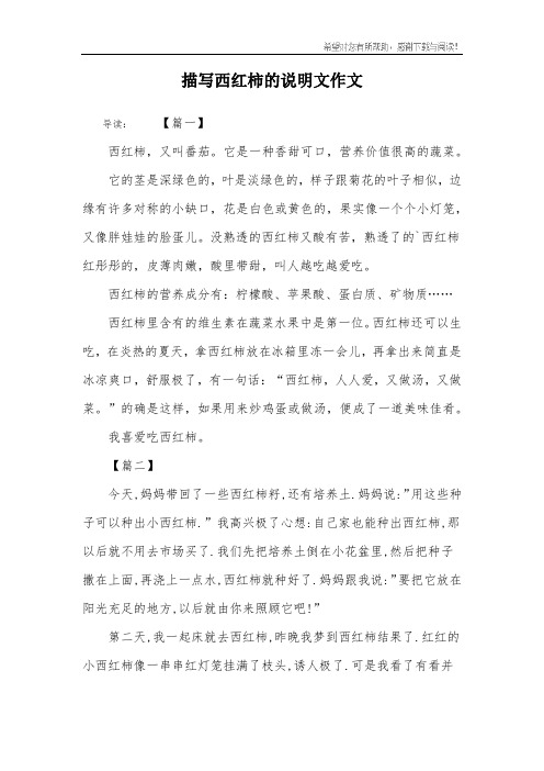 描写西红柿的说明文作文