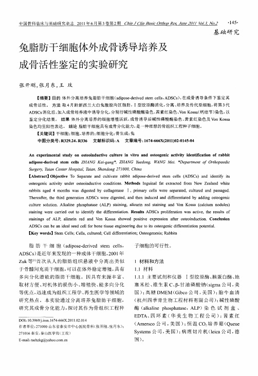 兔脂肪干细胞体外成骨诱导培养及成骨活性鉴定的实验研究