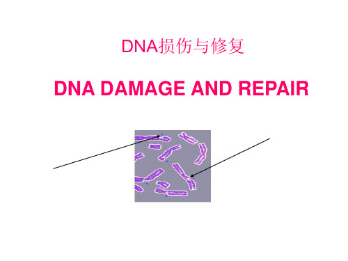 分子生物学：第6章 DNA损伤与修复