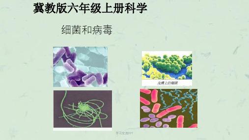细菌和病毒课件