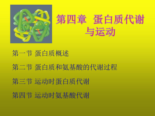 运动生物化学第四章PPT 蛋白质代谢与运动