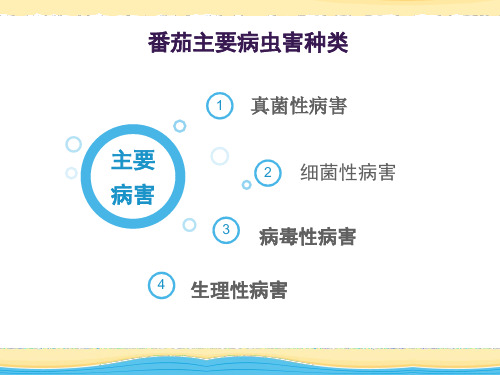 番茄主要病害防治技术