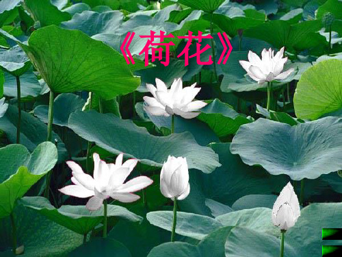 《荷花》ppt