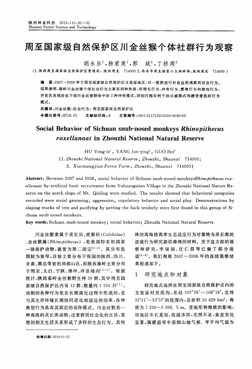 周至国家级自然保护区川金丝猴个体社群行为观察