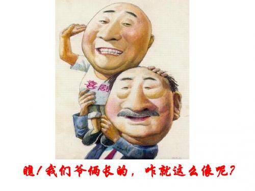 DNA的复制课件