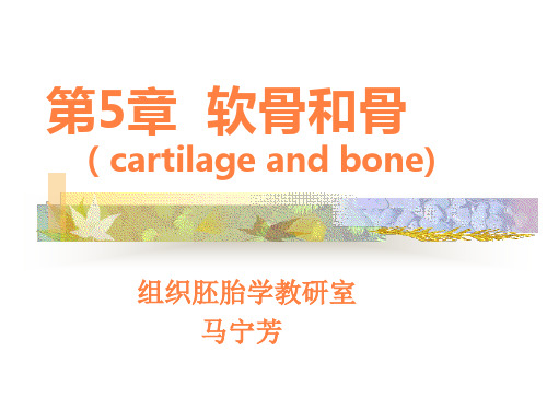 软骨和骨组织PPT课件