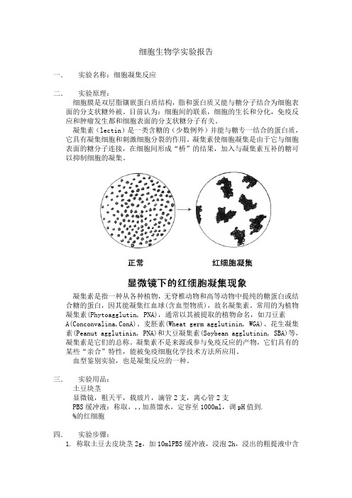 细胞凝集反应实验报告