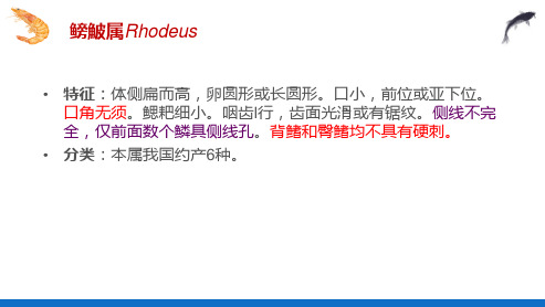 水产经济脊椎动物 鳑鮍属