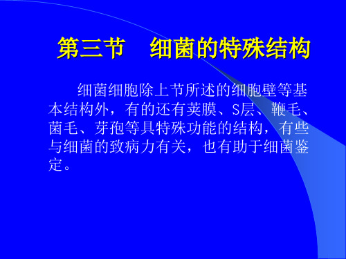 细菌的特殊结构ppt课件