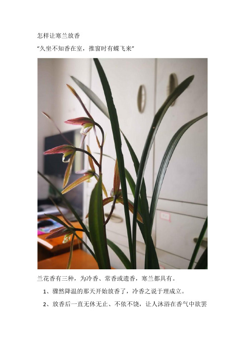 怎样让寒兰放香